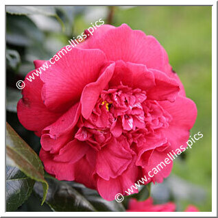 Camellia Japonica 'Anne Smith'