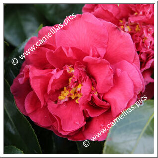 Camellia Japonica 'Anne Smith'