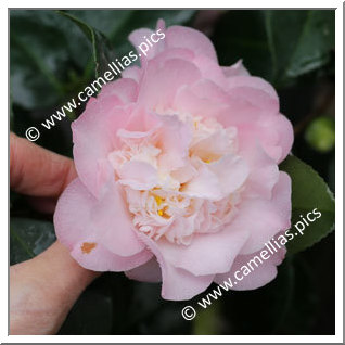 Camellia Japonica 'Annette Gehry'