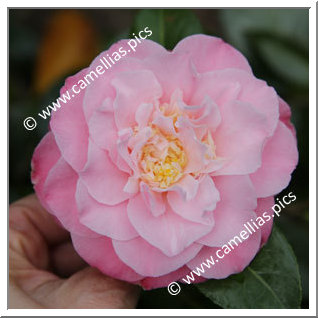 Camellia Japonica 'Annie Wylam '