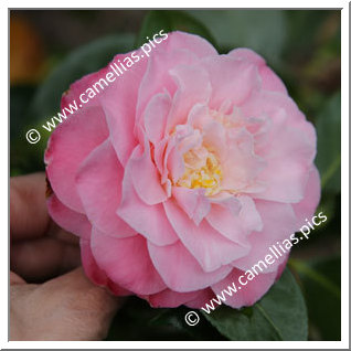 Camellia Japonica 'Annie Wylam '