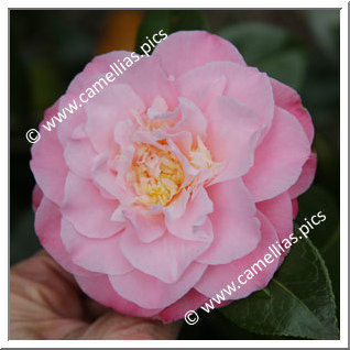 Camellia Japonica 'Annie Wylam '