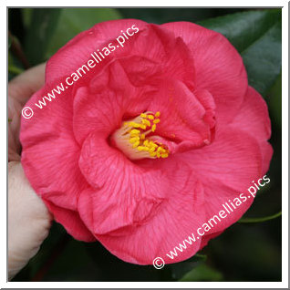 Camellia Japonica 'Antarès'