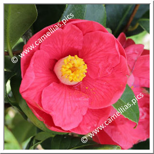 Camellia Japonica 'Antarès'