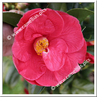 Camellia Japonica 'Antarès'