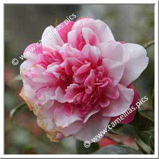 Camellia Hybrid C.x williamsii 'Anticipation Variegated'
