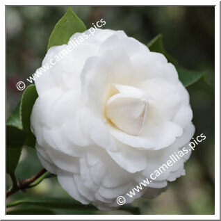 Camellia Japonica 'Antonietta Bisi'