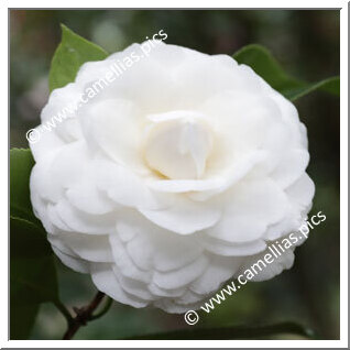 Camellia Japonica 'Antonietta Bisi'