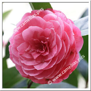 Camellia Japonica 'Antonietta Colnaghi'