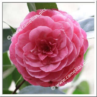 Camellia Japonica 'Antonietta Colnaghi'