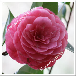 Camellia Japonica 'Antonietta Colnaghi'