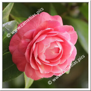 Camellia Japonica 'Antonio Bernardo Ferreira'