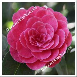 Camellia Hybrid 'Anzac'