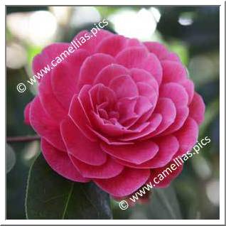 Camellia Hybrid 'Anzac'