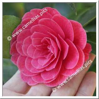 Camellia Hybrid 'Anzac'
