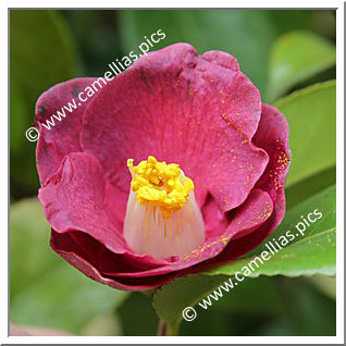 Camellia Japonica 'Aoi-sangoshô'