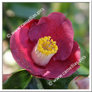 Camellia Japonica 'Aoi-sangoshô'