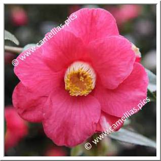 Camellia Japonica 'Apollo (Pauls)'