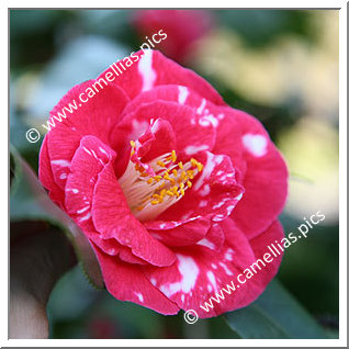 Camellia Japonica 'Apollo Variegated'