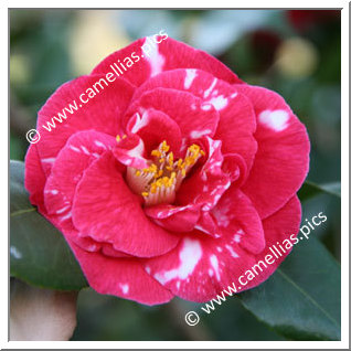 Camellia Japonica 'Apollo Variegated'