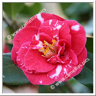 Camellia Japonica 'Apollo Variegated'