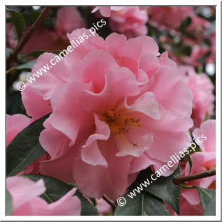 Camellia Hybrid C.reticulata  'Applause'