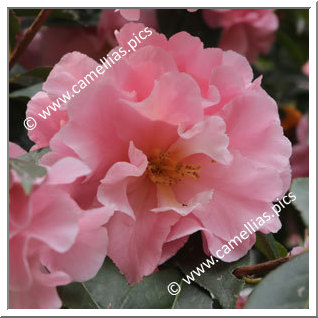 Camellia Hybrid C.reticulata  'Applause'