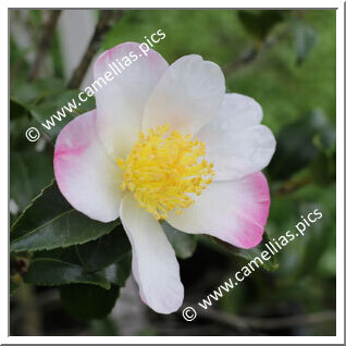 Camellia Sasanqua 'Apple Blossom (Coolidge)'