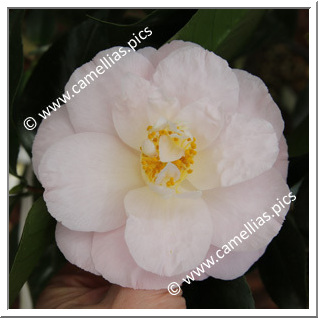 Camellia Japonica 'April Blush'