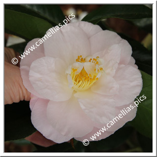 Camellia Japonica 'April Blush'