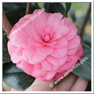 Camellia Japonica 'April Rose'
