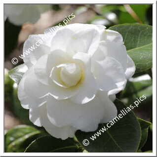 Camellia Japonica 'April Snow '