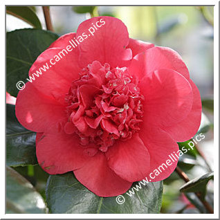 Camellia Japonica 'April Tryst'