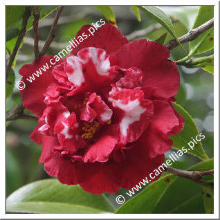 Camellia Japonica 'Arajishi'