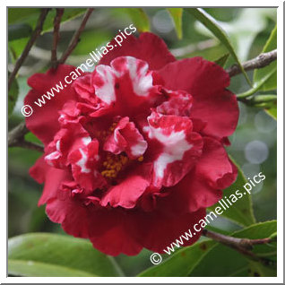 Camellia Japonica 'Arajishi'