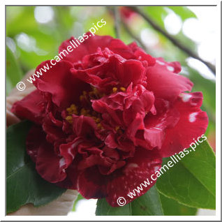 Camellia Japonica 'Arajishi'