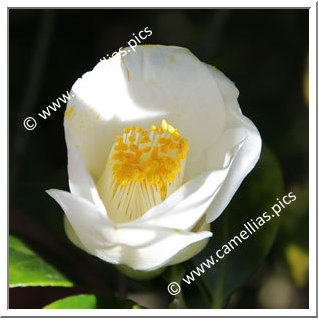 Camellia Japonica 'Aratama'