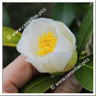 Camellia Japonica 'Aratama'