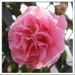 Camellia Hybride 'Arcadia'