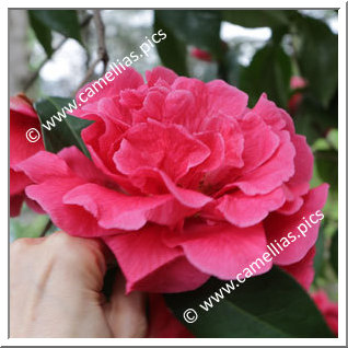 Camellia Reticulata 'Arch of Triumph'