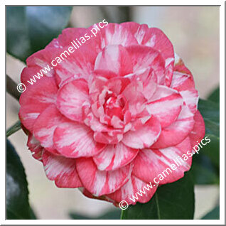 Camellia Japonica 'Arciduca Carlo'