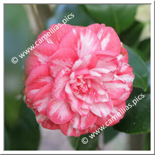 Camellia Japonica 'Arciduca Carlo'