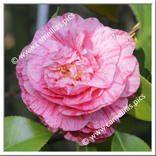 Camellia Japonica 'Arcozelo'