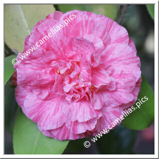 Camellia Japonica 'Arcozelo'