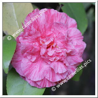 Camellia Japonica 'Arcozelo'