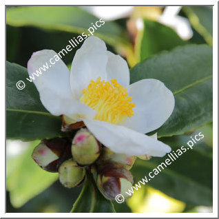 Camellia Hybride 'Arctic Snow '