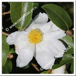 Camellia Hybrid 'Arctic Snow '