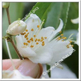 Camellia Hybrid 'Ariels Song'