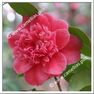 Camellia Japonica 'Arnoldii '