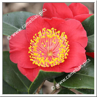 Camellia Japonica 'Feu d'Artifice'